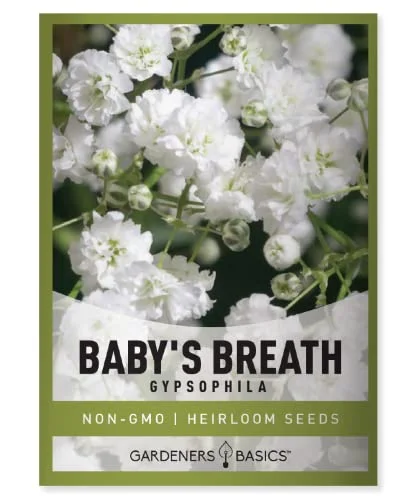 10 Baby’s Breath In Garden: Beautiful Blooms For Any Outdoor Space 2026